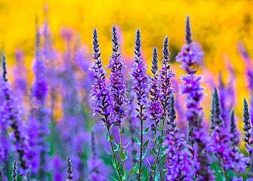 Rockstar母公司神秘游戏被取消开发 3个亿打水漂