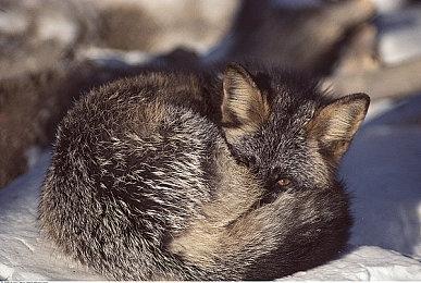 SNK正在开发《龙虎之拳》新作和ARPG《侍魂》